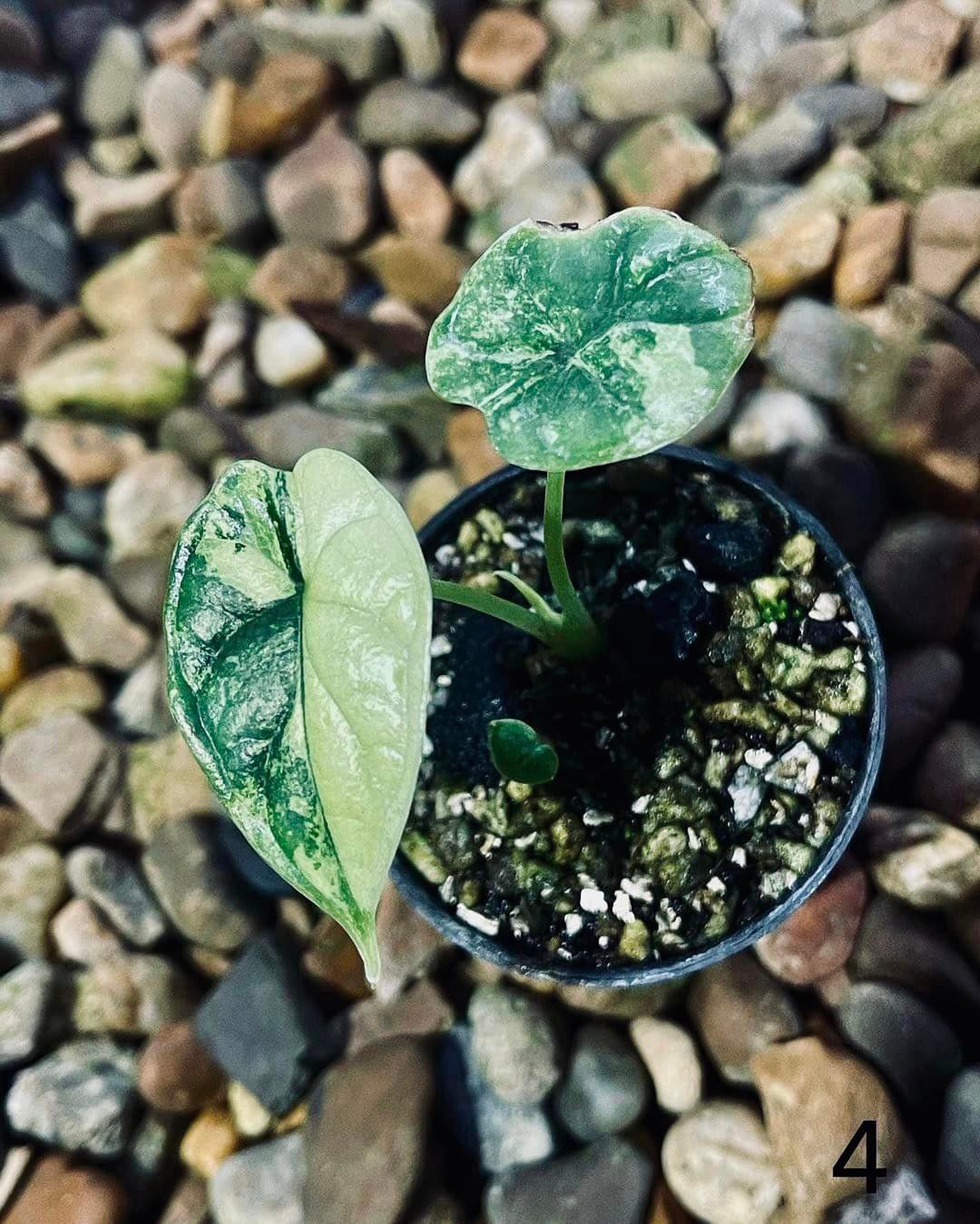 Alocasia Dragon Scale Variegated 4