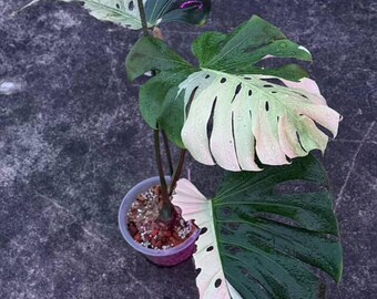 モンステラ・デリシオサ・スフィンクスミント、葉2～3枚、斑入り