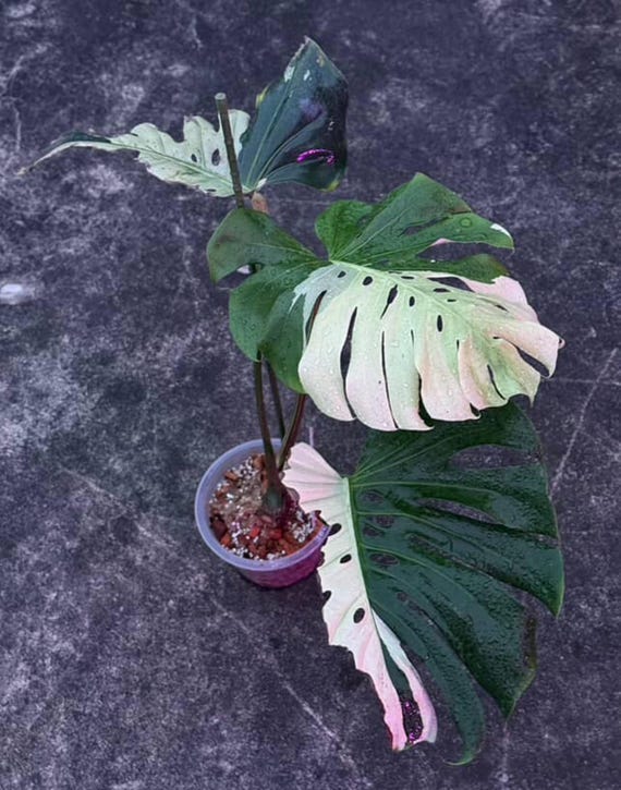 Monstera Deliciosa Sphinx Mint, 2 -3 Leaves, Well Variegation - Etsy
