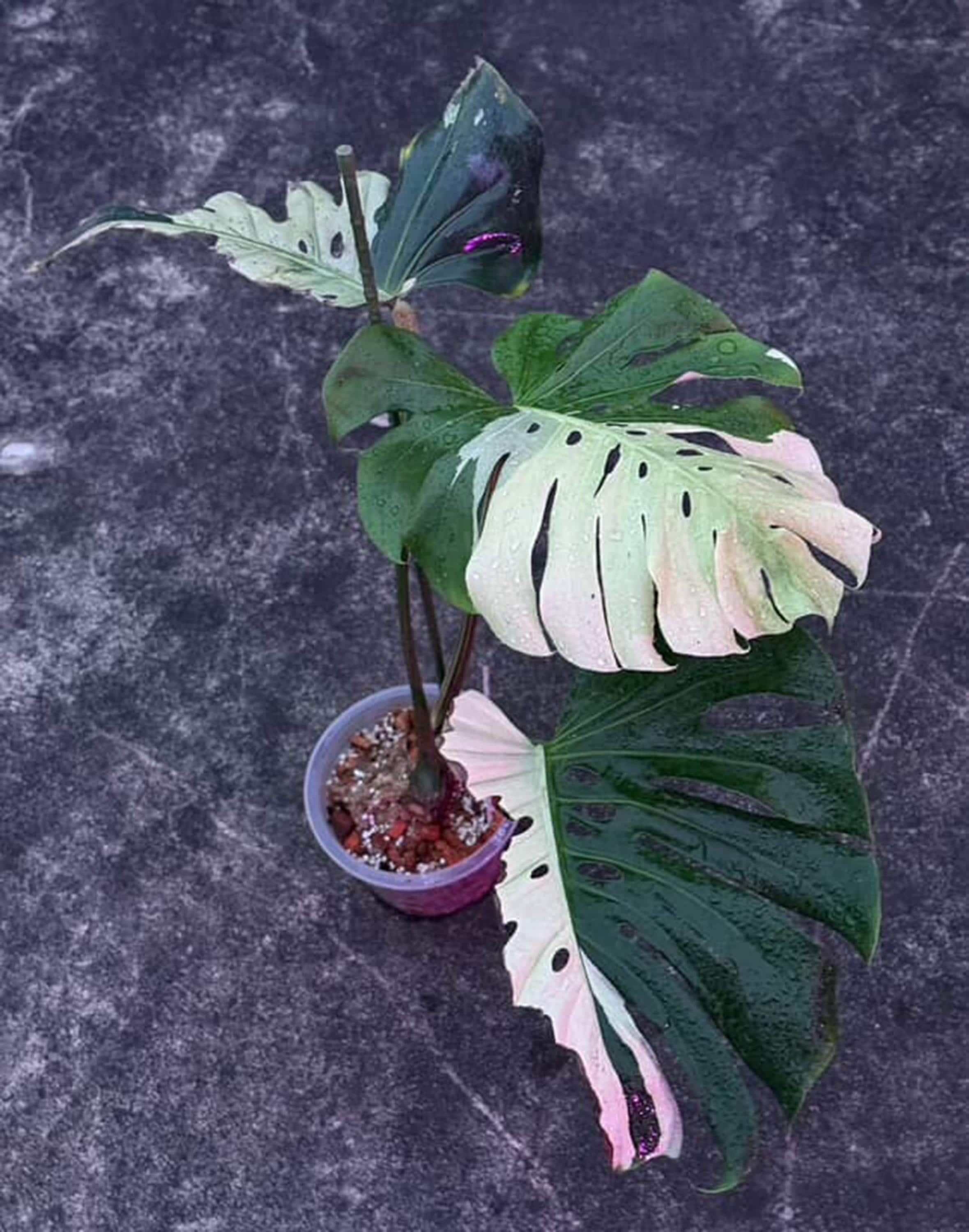 モンステラ・デリシオサ・スフィンクスミント、葉2～3枚、斑入り