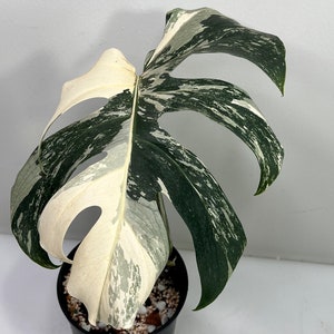May include: A variegated Monstera plant with white and green leaves in a black pot. The plant is potted in a black pot with white pebbles.