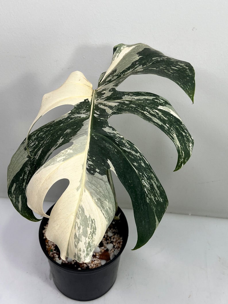 May include: A variegated Monstera plant with white and green leaves in a black pot. The plant is potted in a black pot with white pebbles.