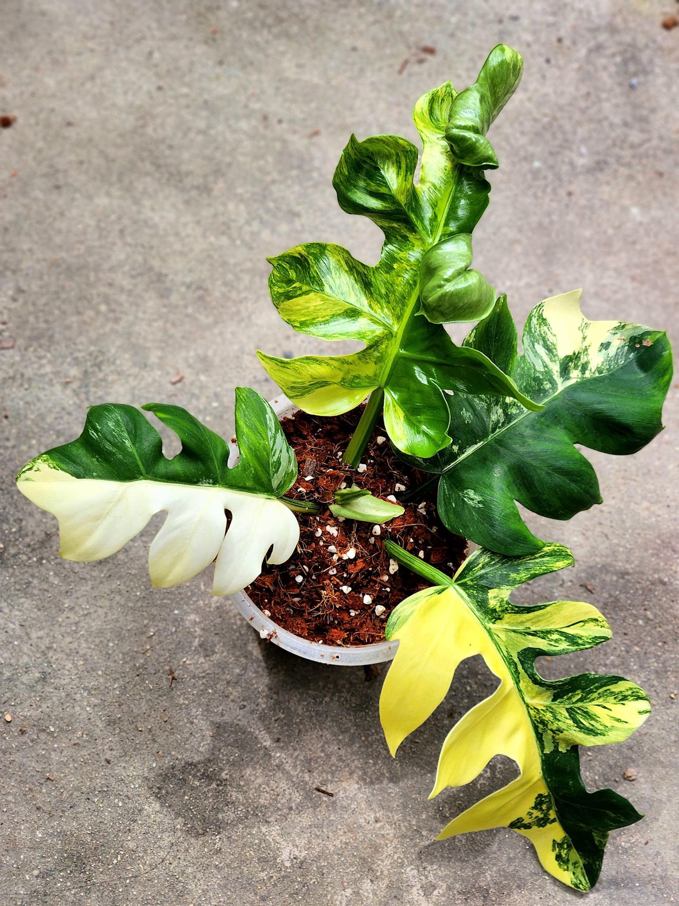 Philodendron Distantilobum Variegated Plant | RARE Well Variegated