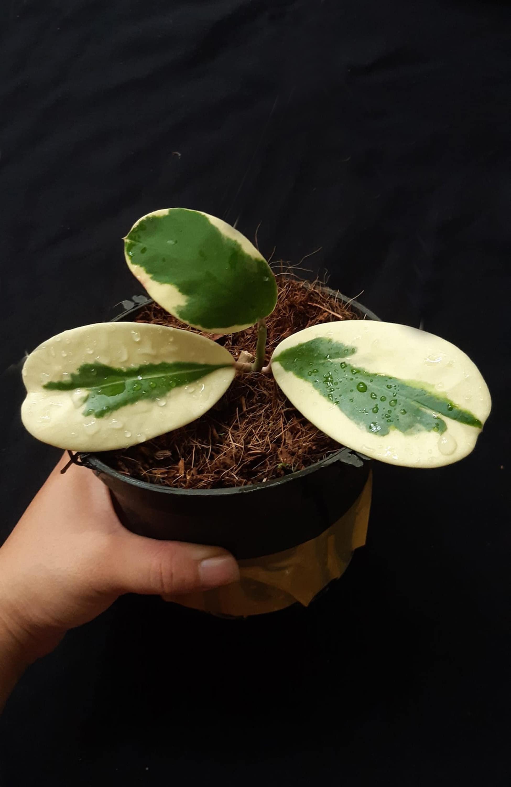 Hoya sp easo Daklak albo、ベトナム産の珍しいホヤ植物 - Etsy 日本