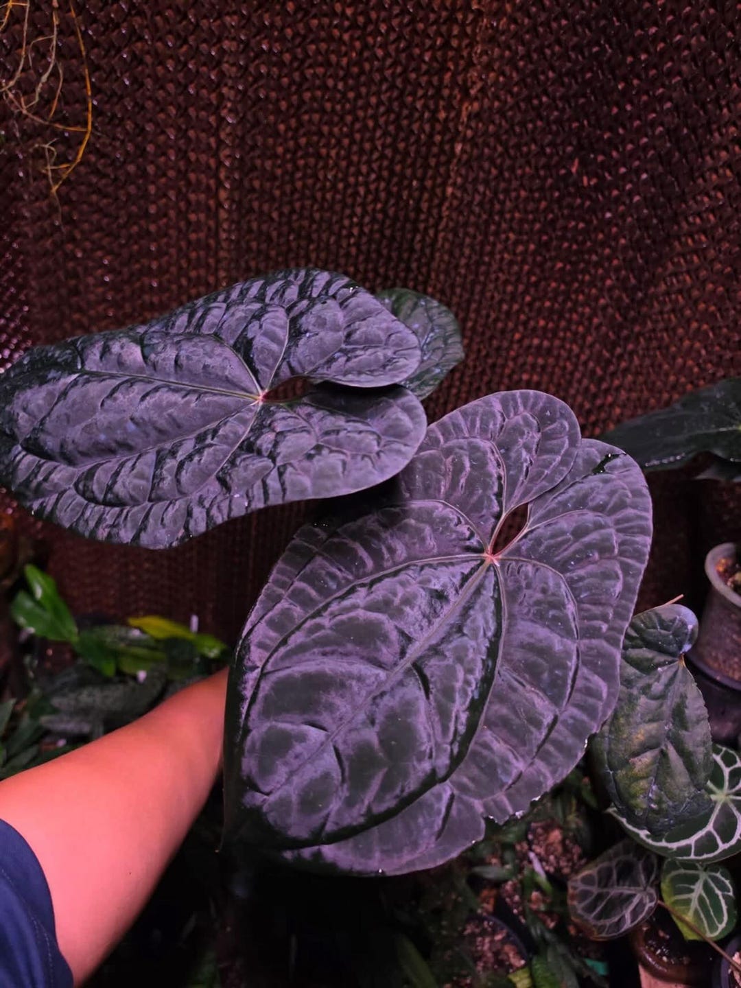 Anthurium Rvdp X Luxurians Black Leaves, Rare 6