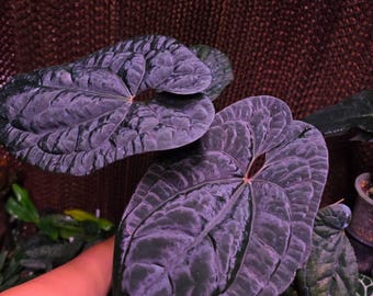 Anthurium rvdp x luxurians Black leaves, Rare 6" pot