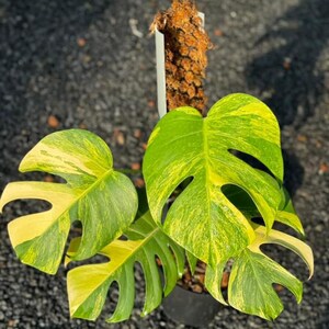 May include: A variegated Monstera plant with yellow and green leaves in a black pot. The plant is growing in a brown moss pole.