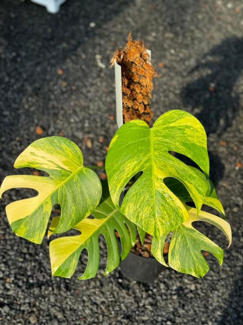 May include: A variegated Monstera plant with yellow and green leaves in a black pot. The plant is growing in a brown moss pole.