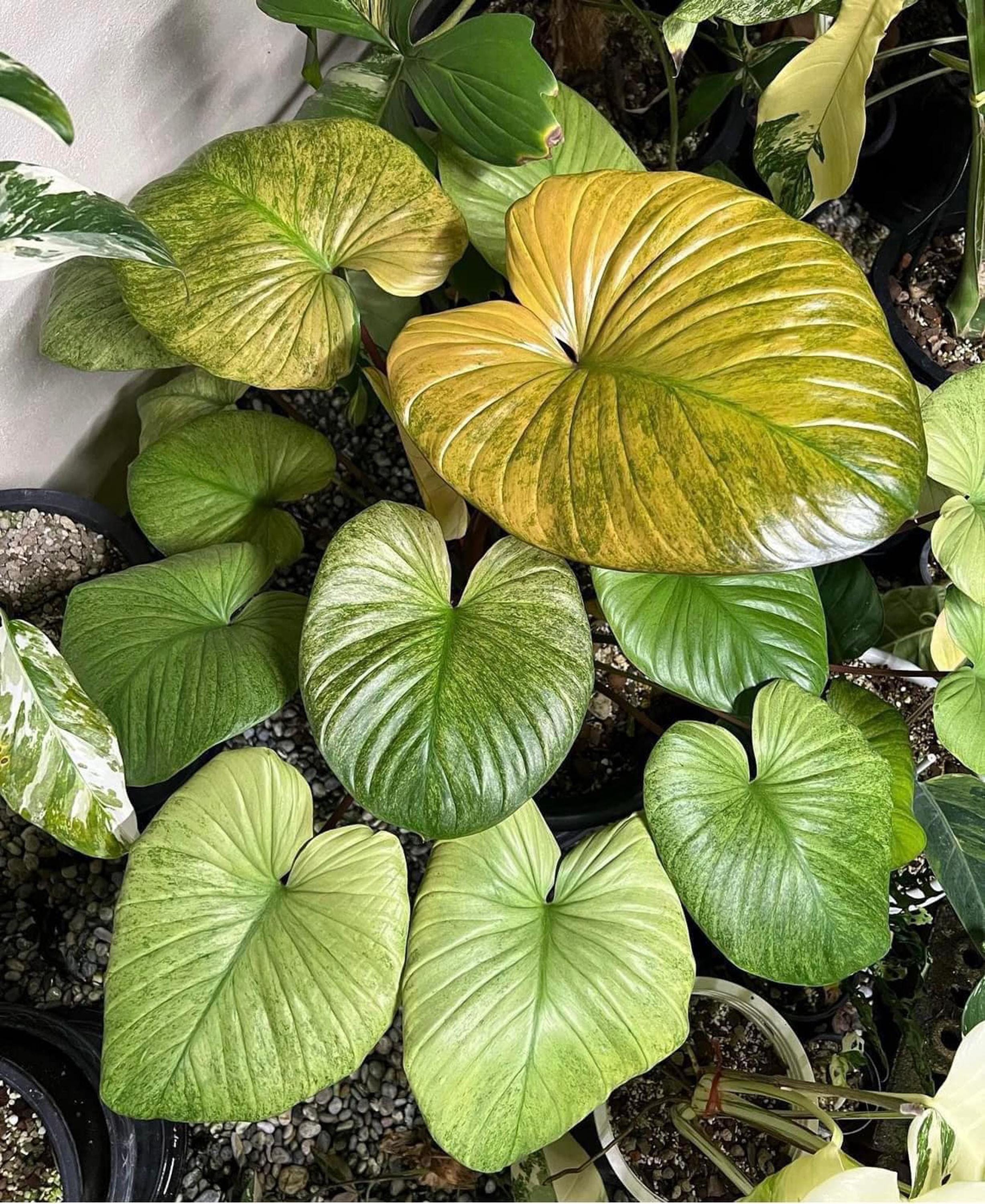 ホマロメナ・ルベセンス ミントピンク 斑入り 6インチ 植物 | 斑入り