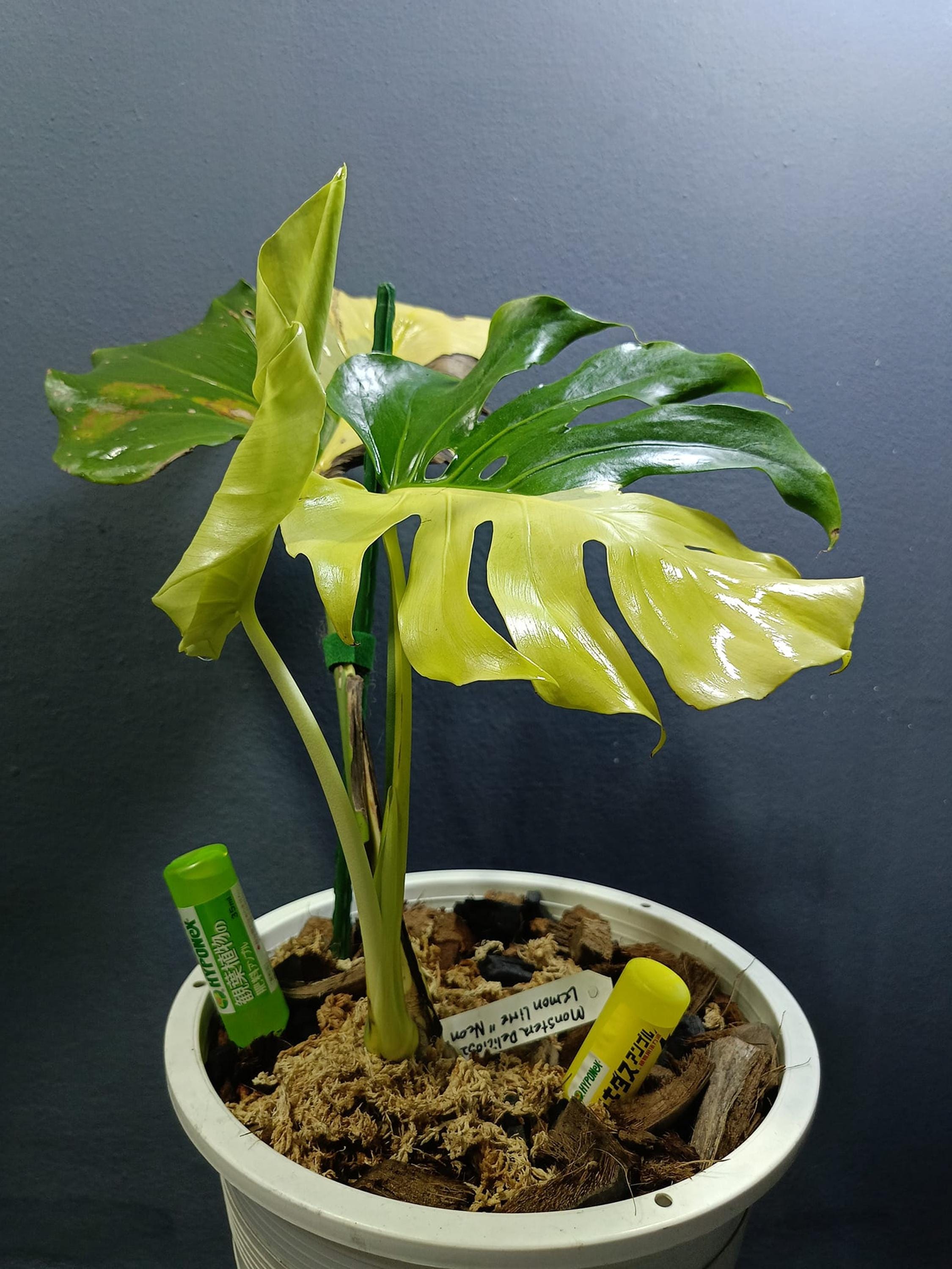 BUY 2 GET 1 Monstera Deliciosa Lemon Lime Tissue Culture - High