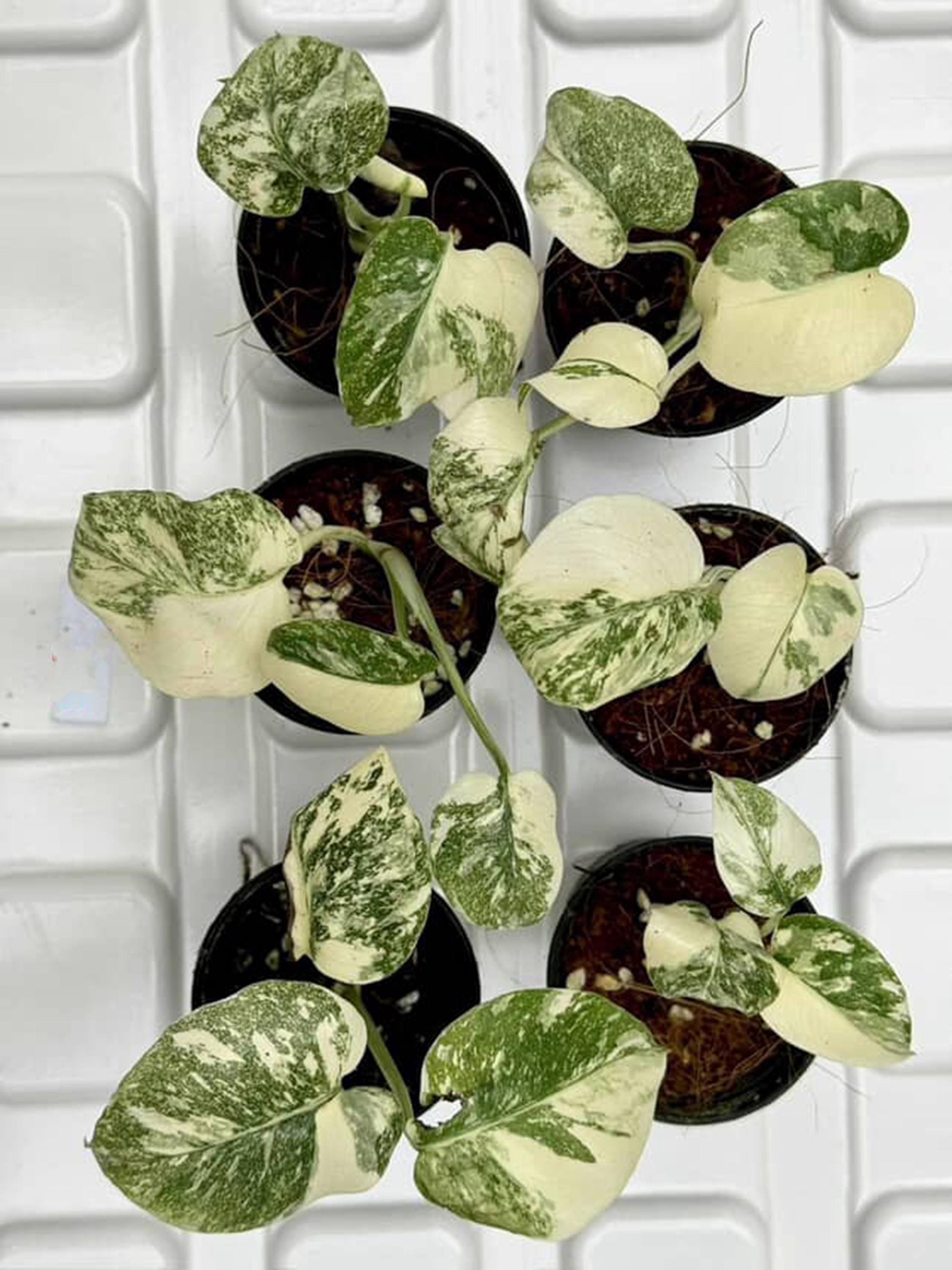 Legacy Variegated Monstera Deliciosa | Set of 6 Starter Plants - Etsy