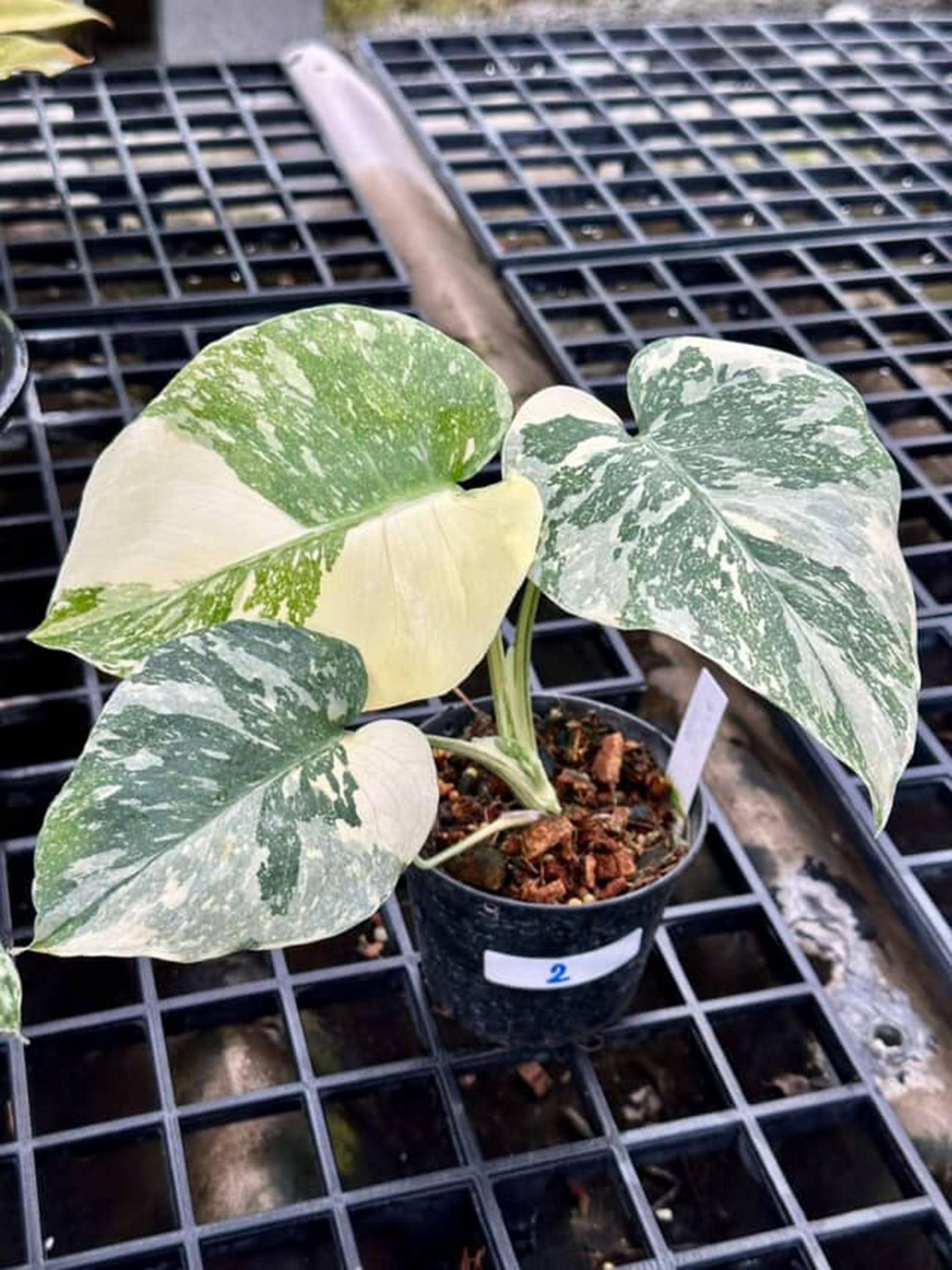 Creme Brulee Monstera Thai Constellation Variegated 4