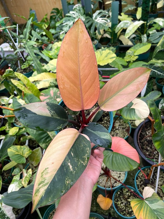 フィロデンドロン レッドコンゴ 斑入り 植物 斑入り 4インチポット