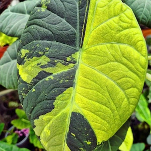 Alocasia maharani gold variegated Tissue Culture Rare - High variegation Grower&#39;s choice (1 Plant/Glass Bottle, Bag)