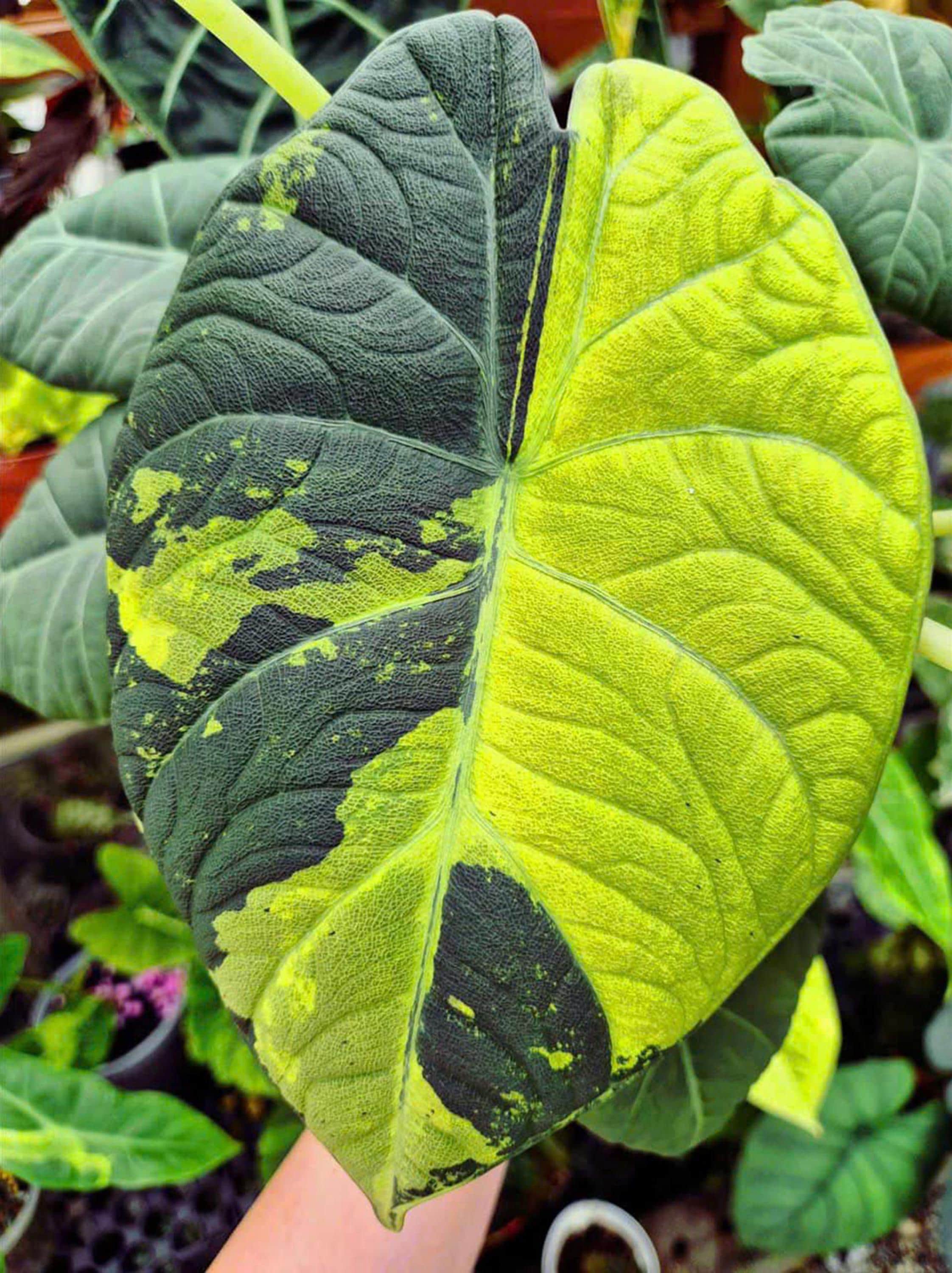 Variegated alocasia maharani - Etsy 日本