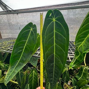 aspidistra asahi Aspidistra Elatior Asahi - Cast Iron Plant | organic plants main image 1