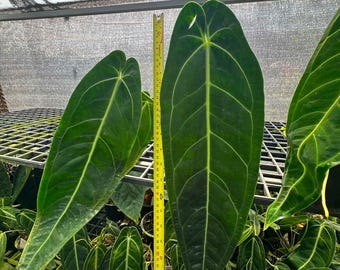 Queen Anthurium | Anthurium warocqueanum, Rare 6"-8" pot