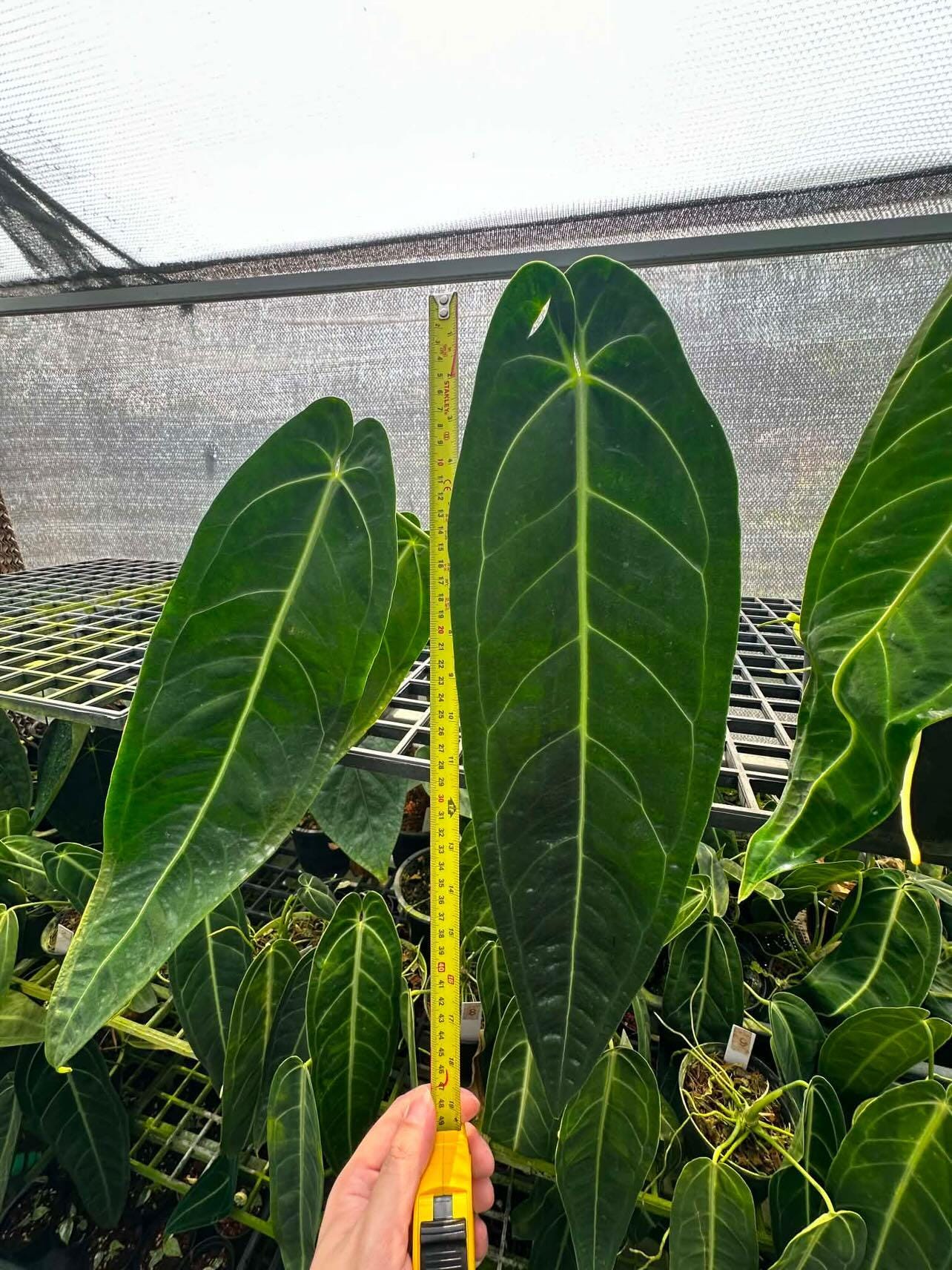 Anthurium wendlingeri - Etsy 日本