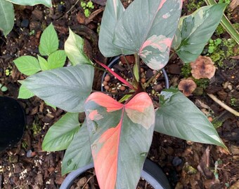 ホマロメナ ピンクダイヤモンド 斑入り 6インチポット 希少植物