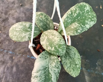 Hoya Waymaniae Cloudy Sky, Hoya Rare 4