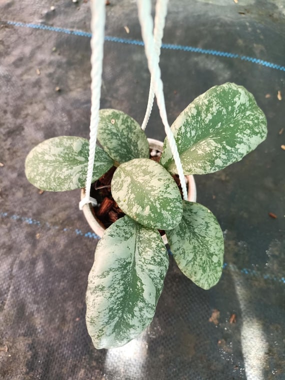Hoya Waymaniae Cloudy Sky, Hoya Rare 4