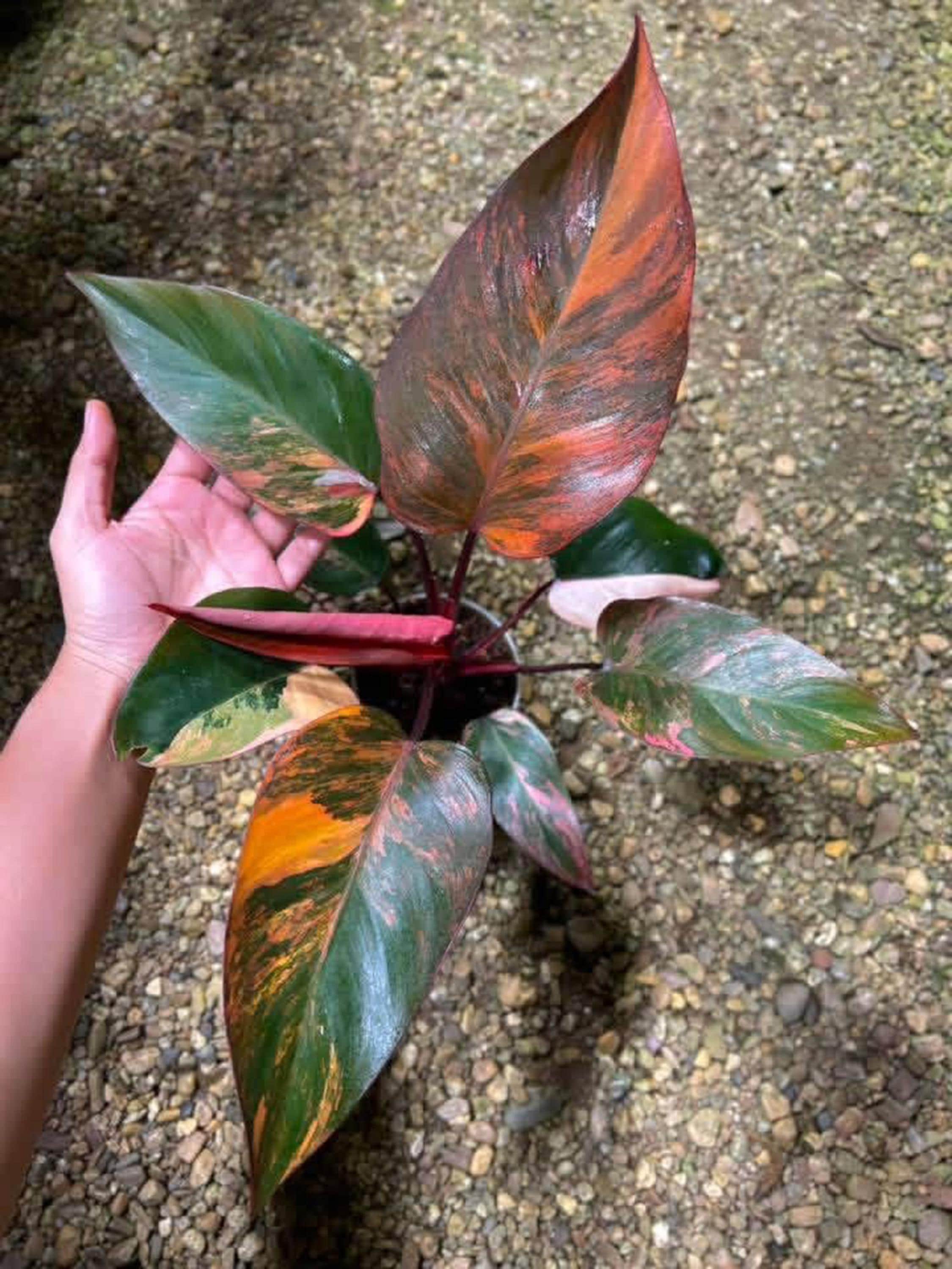 Florida beauty variegated philodendron - Etsy 日本