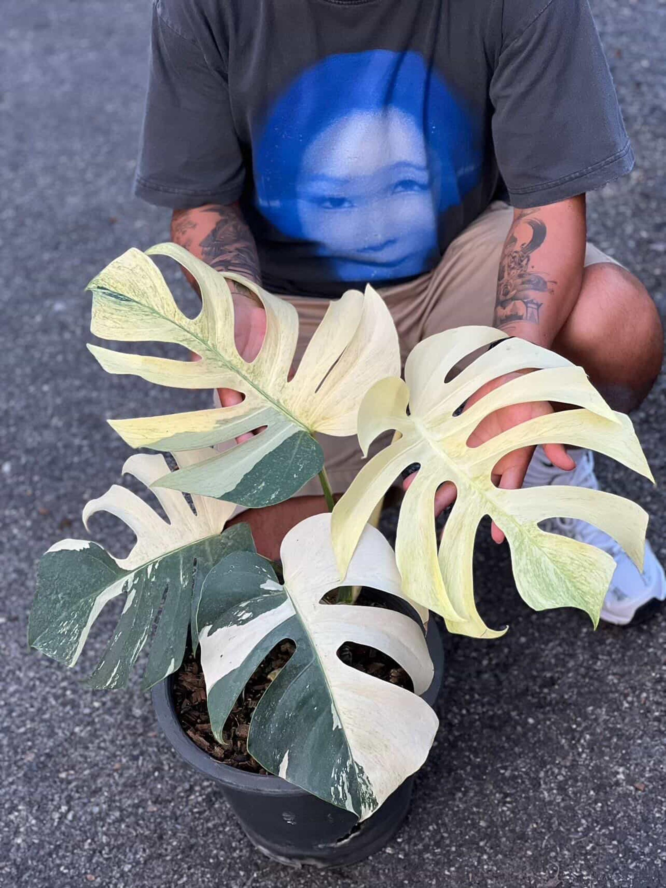 EXACT Mint Monstera Deliciosa, Variegated Plant, No 1/2 - Etsy