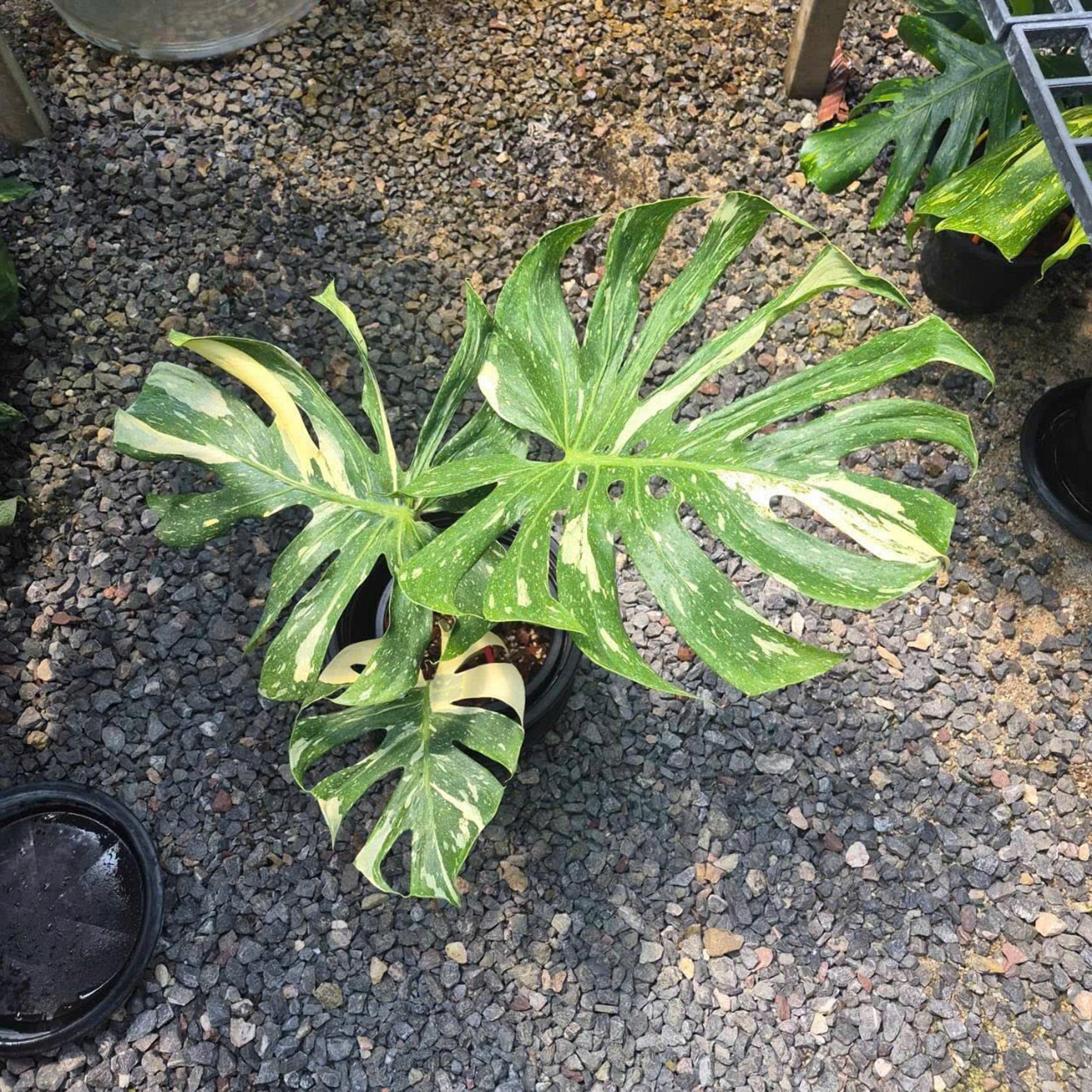 Unniiae Monstera - Etsy