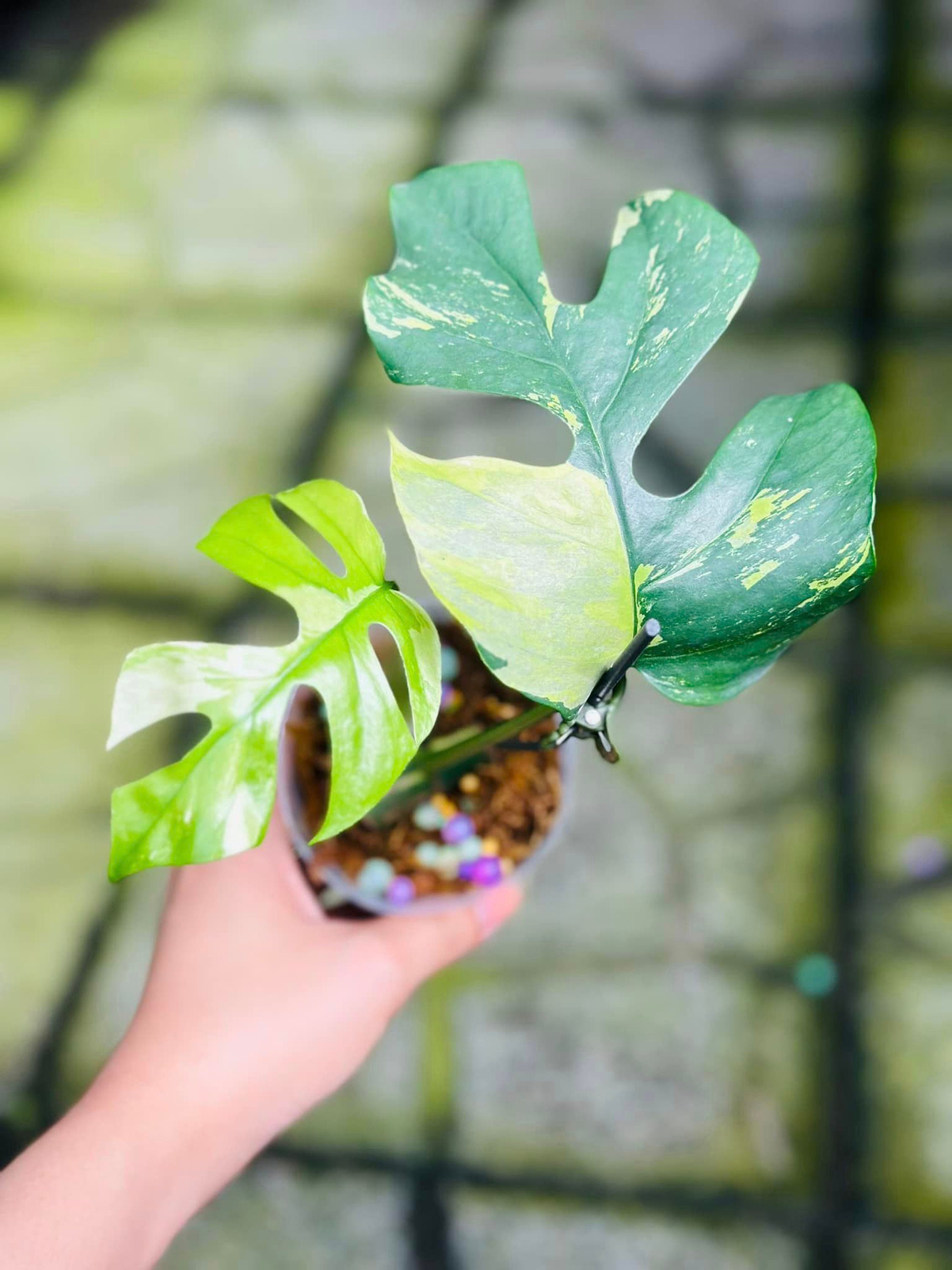 Rhaphidophora Tetrasperma Variegated | Mini Monstera Ginny Variegated - 2-3  Leaves - Etsy