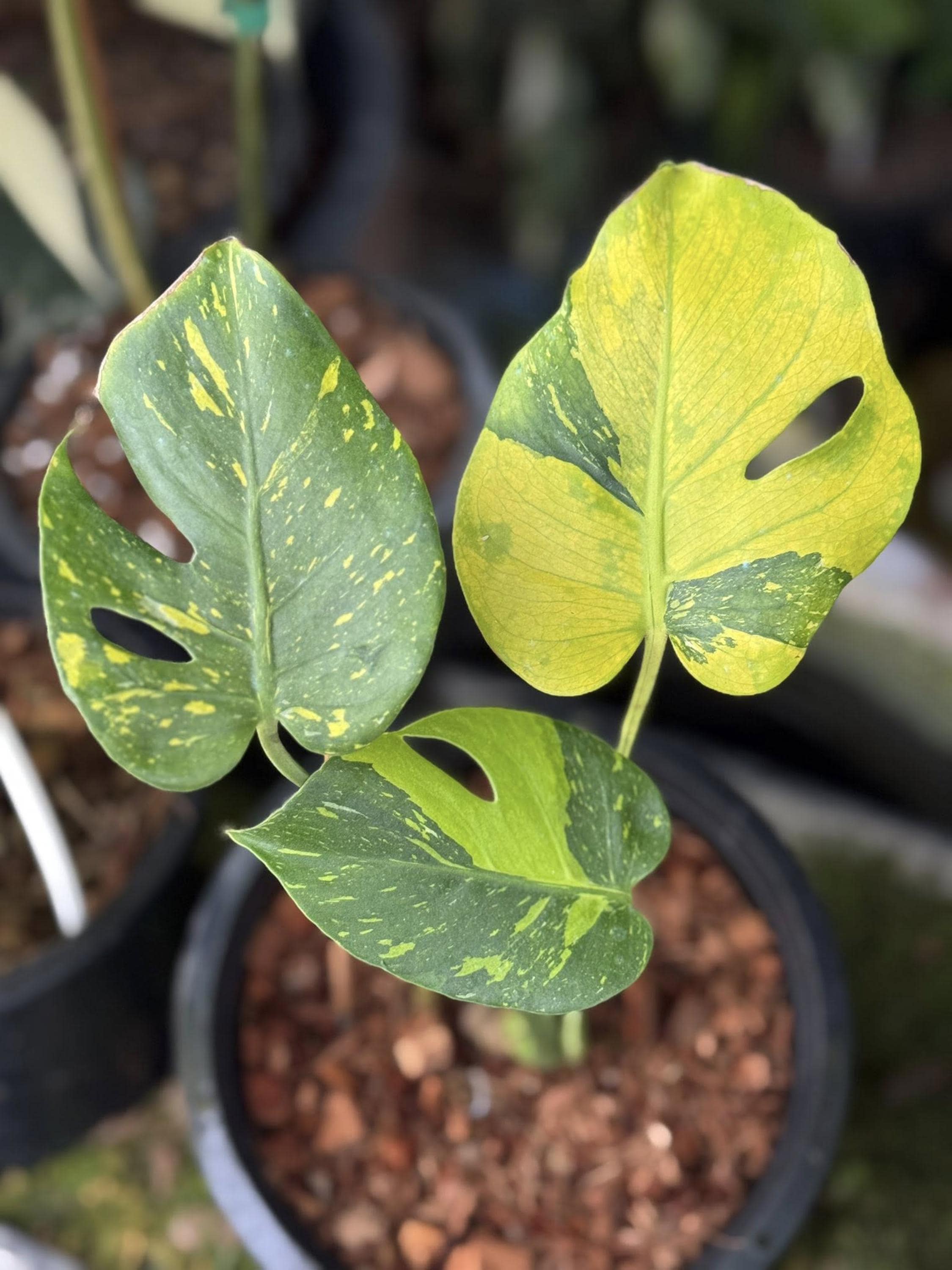 Monstera Deliciosa 