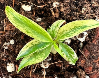 Philodendron Caramel Marble Variegated Starter Plant, Well Variegation