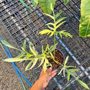 May include: A potted Philodendron Florida Ghost plant with vibrant green and yellow variegated leaves. The plant is in a black pot, held by a person. The background features other plants and a black grid.