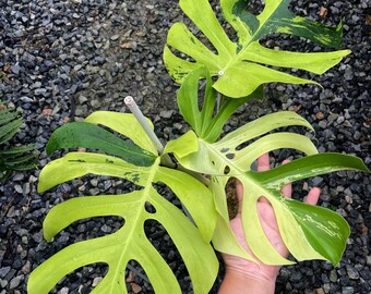 モンステラ・デリシオサ「ライトライム」 – 珍しい斑入り、よく斑入り