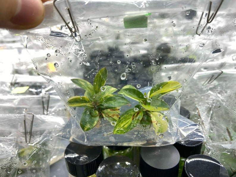 USCustomVN Philodendron Red Congo - Thumbnail 5
