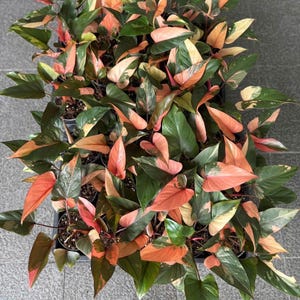 Puede incluir: Un grupo de plantas de interior variegadas de color rosa y verde en macetas pequeñas de color negro. Las plantas tienen hojas grandes en forma de corazón con variegación rosa y verde.