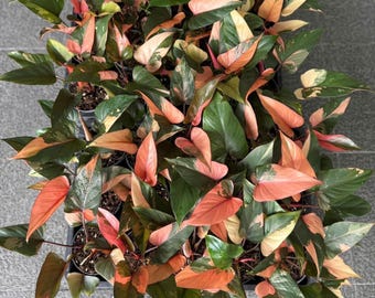 ホマロメナ ピンクダイヤモンド 斑入り (M) - Etsy 日本