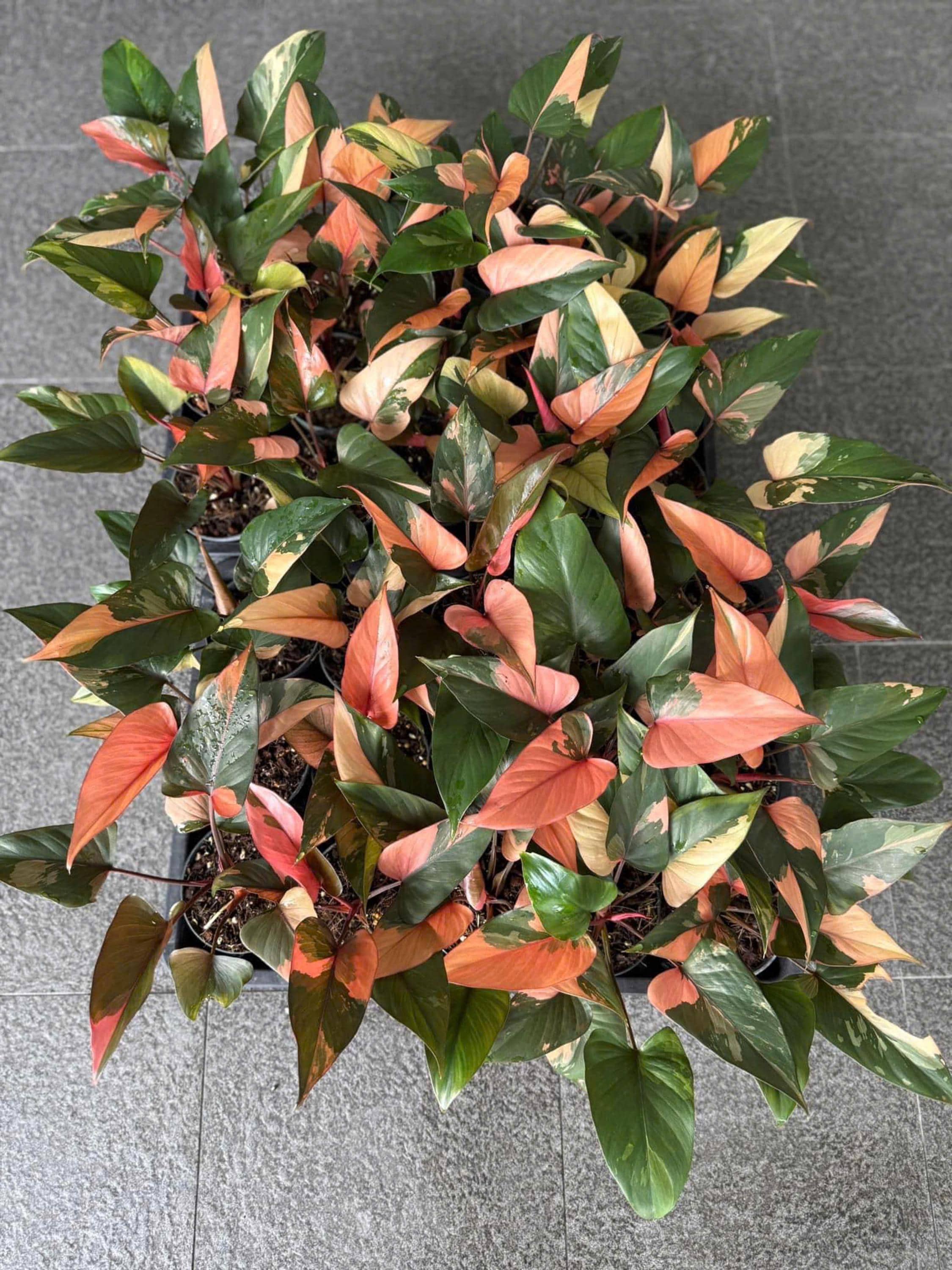 ホマロメナ ピンクダイヤモンド 斑入り 6インチポット 希少植物