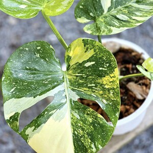 May include: Close-up of a variegated Monstera plant with large, heart-shaped leaves. The leaves display a mix of green, yellow, and white variegation. The plant is potted in a white container, showcasing its vibrant foliage.