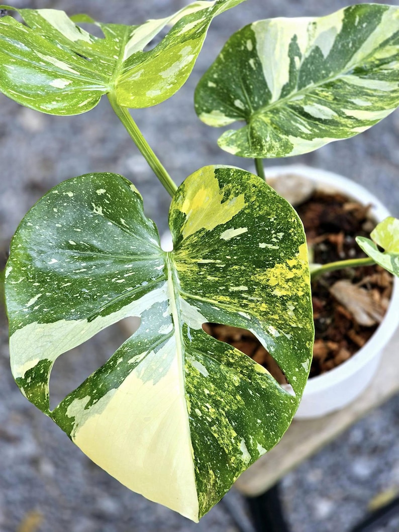 May include: Close-up of a variegated Monstera plant with large, heart-shaped leaves. The leaves display a mix of green, yellow, and white variegation. The plant is potted in a white container, showcasing its vibrant foliage.