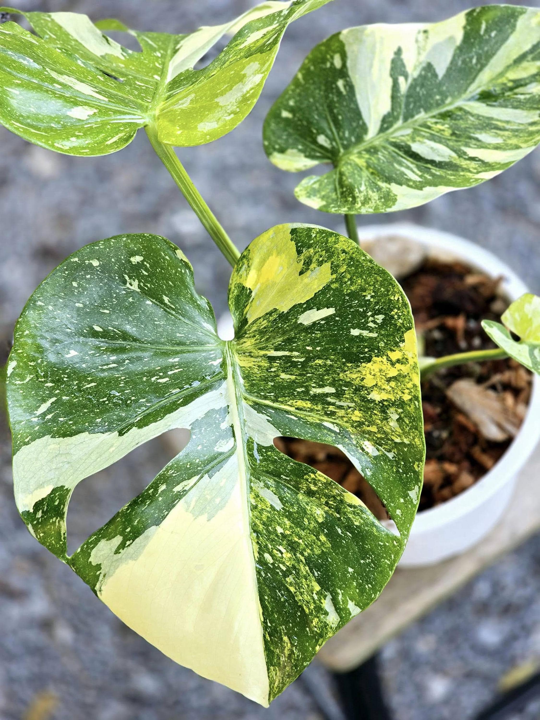New 28(J1)Monstera mutation tricolor / モンステラ・ミュー 