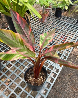 Musa nono pink x MusaFlorida ムサノノXムサフロリダ Musa Nono