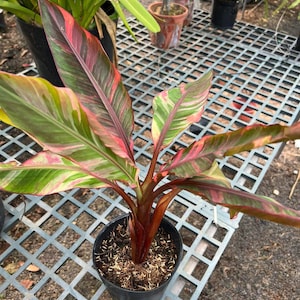 Musa &quot;Nono&quot; Pink Variegated Banana 5&quot; pot