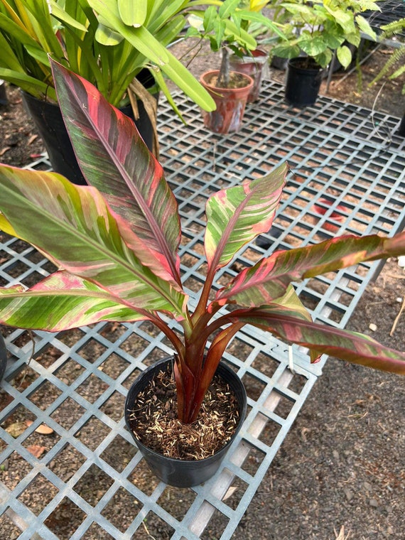 ムサ ノノ ピンク 斑入り 人気