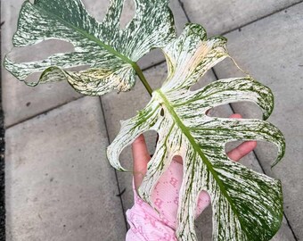 Variegated Monstera Devil Monster, 6" Pot, Rare Plant - Etsy