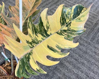 希少　フィロデンドロン　キャメルマーブル　斑入り　美斑　鉢ごとメルカリ便③ 希少 フィロデンドロン キャメルマーブル 斑入り 美斑 鉢ごとメルカリ