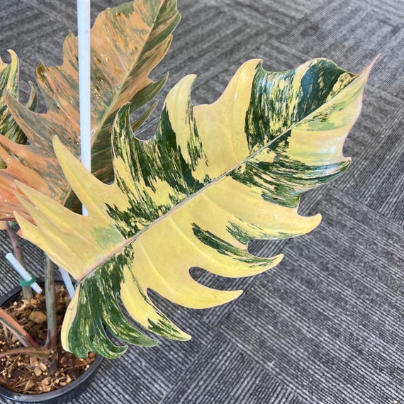 Philodendron Caramel Marble Variegated Plant | RARE 3-4 Leaves