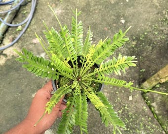 Asplenium X kenzoi, 4" pot