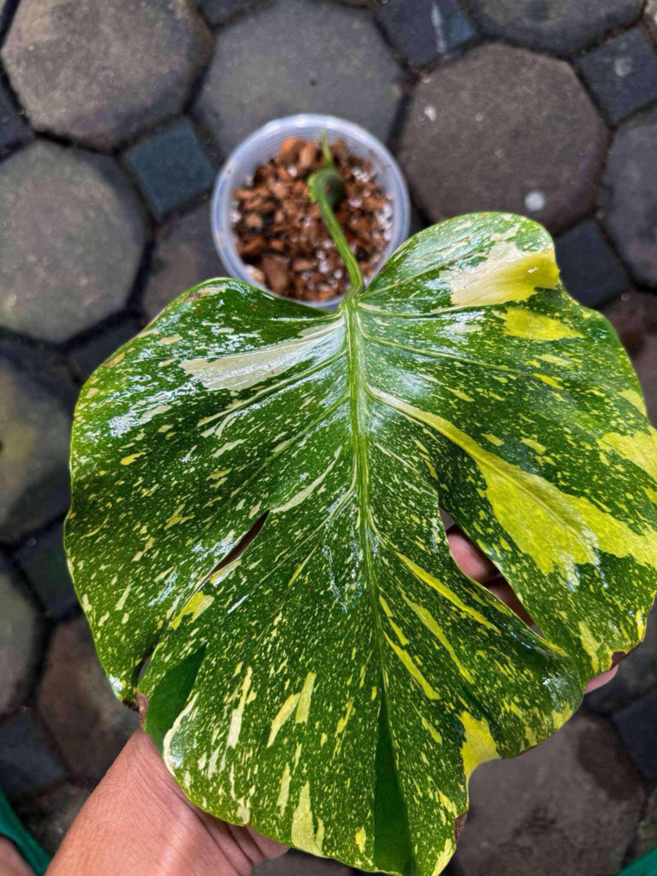 モンステラ デリシオサ エレクトロライト 斑入り、葉1枚＋成長点