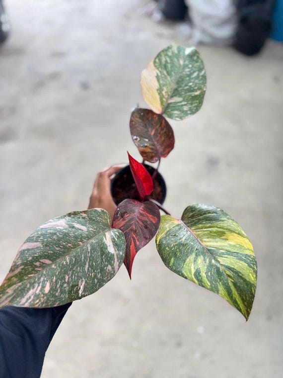 フィロデンドロン オレンジ プリンセス ギャラクシー 斑入り植物