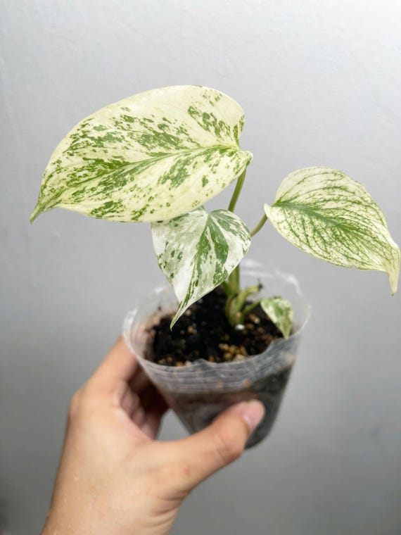 Variegated Monstera Deliciosa White Monster Rare Plant, 4